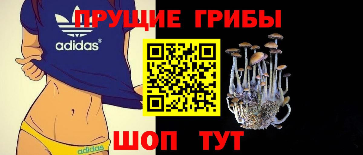 Галлюциногенные грибы Psilocybe Саяногорск